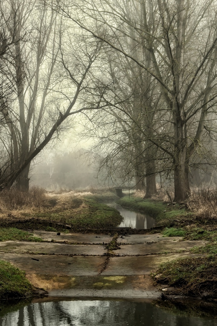 Nebel am Bach