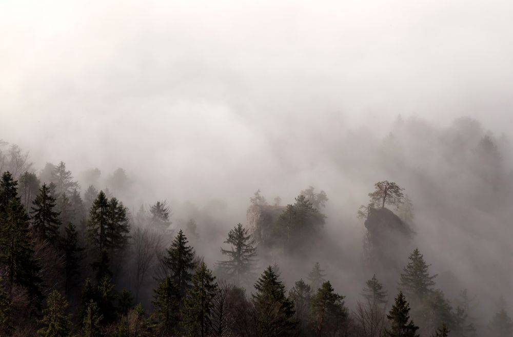 Nebel am Berg