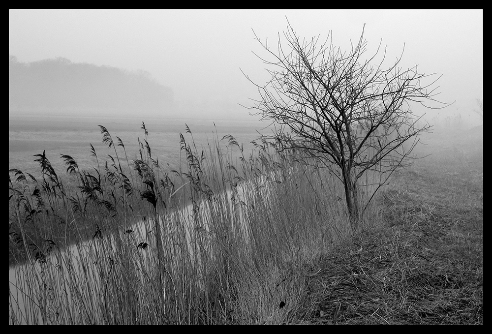 Nebel am Bodden