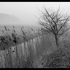 Nebel am Bodden