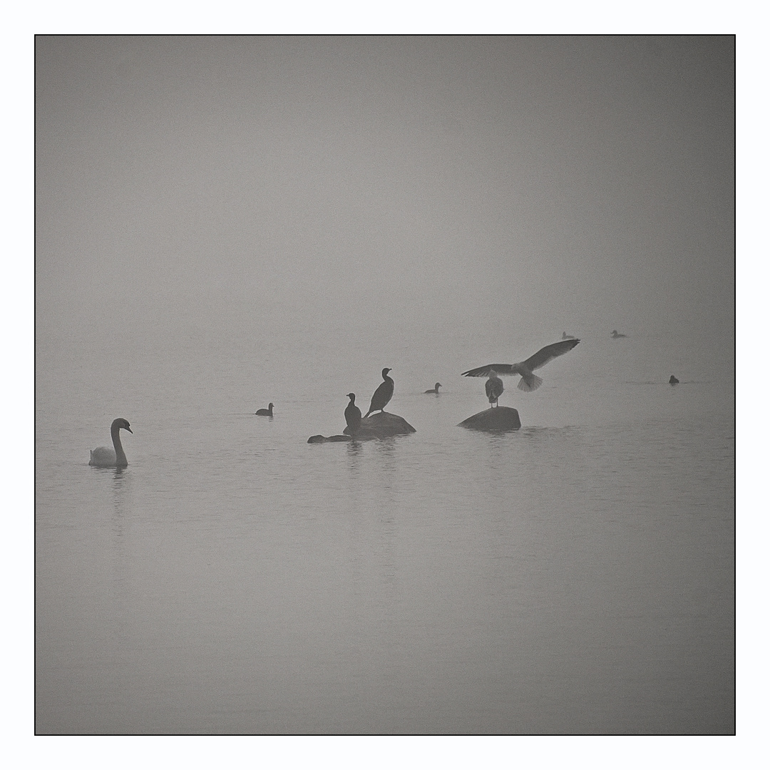 Nebel am Bodensee 3