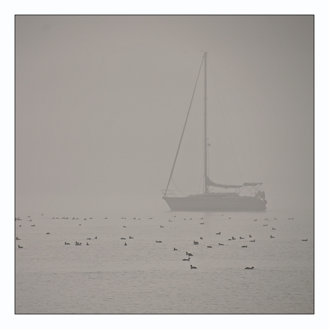 Nebel am Bodensee 5