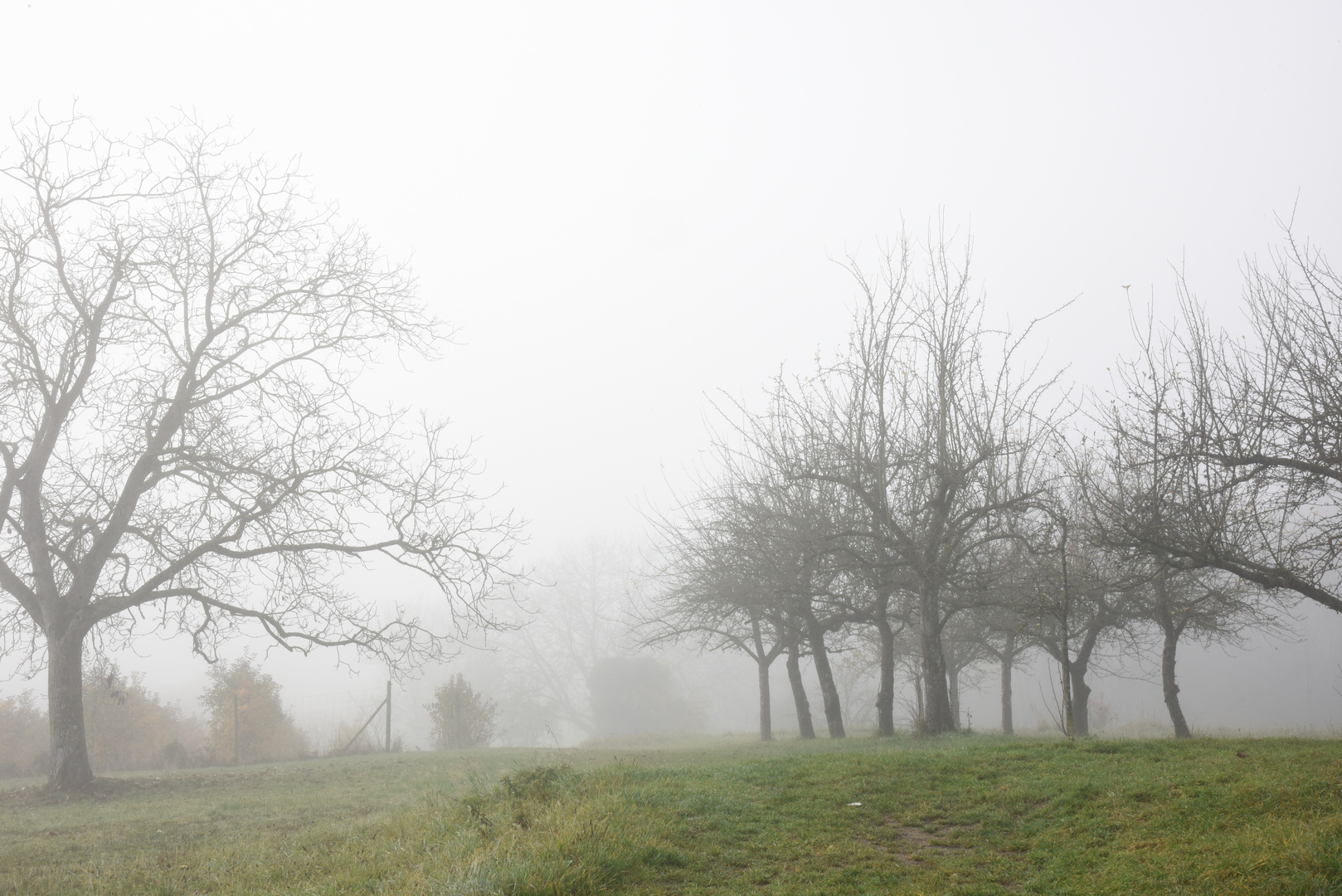 Nebel am Bodensee