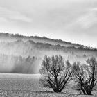 Nebel am Collmberg in Sachsen