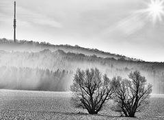 Nebel am Collmberg in Sachsen