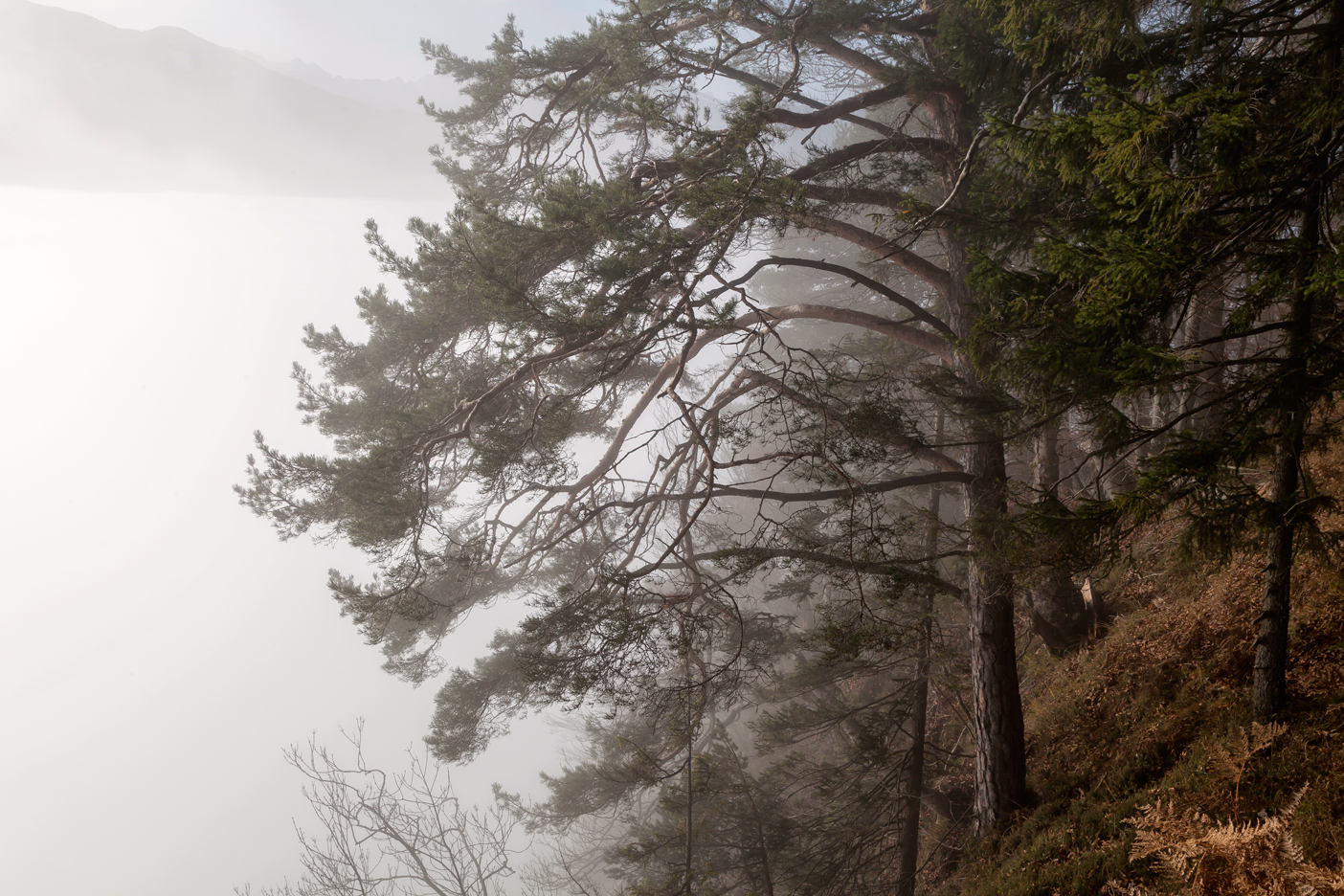 Nebel am Dobratsch