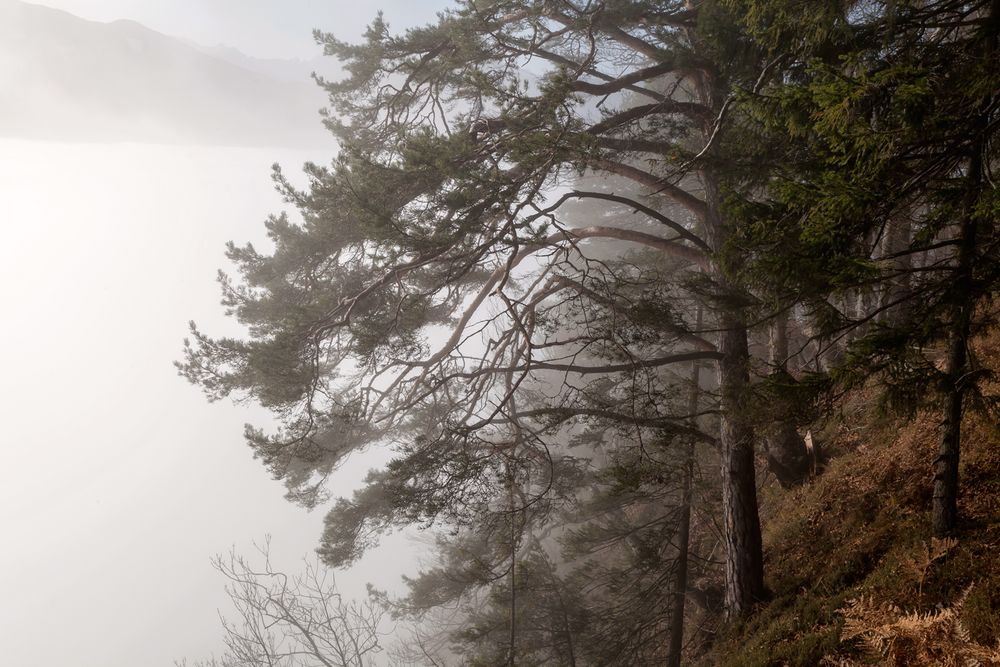 Nebel am Dobratsch