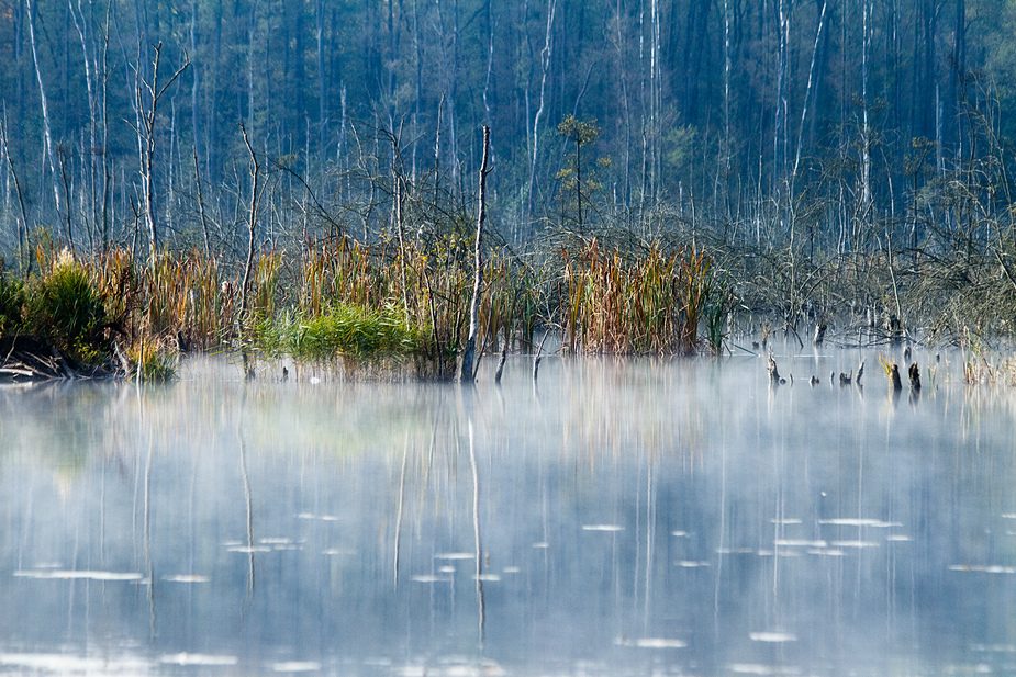 Nebel am faulen See