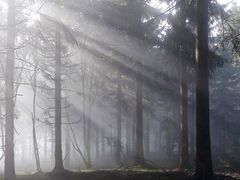 Nebel am Feldberg