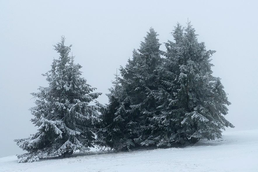 Nebel am Fichtelberg