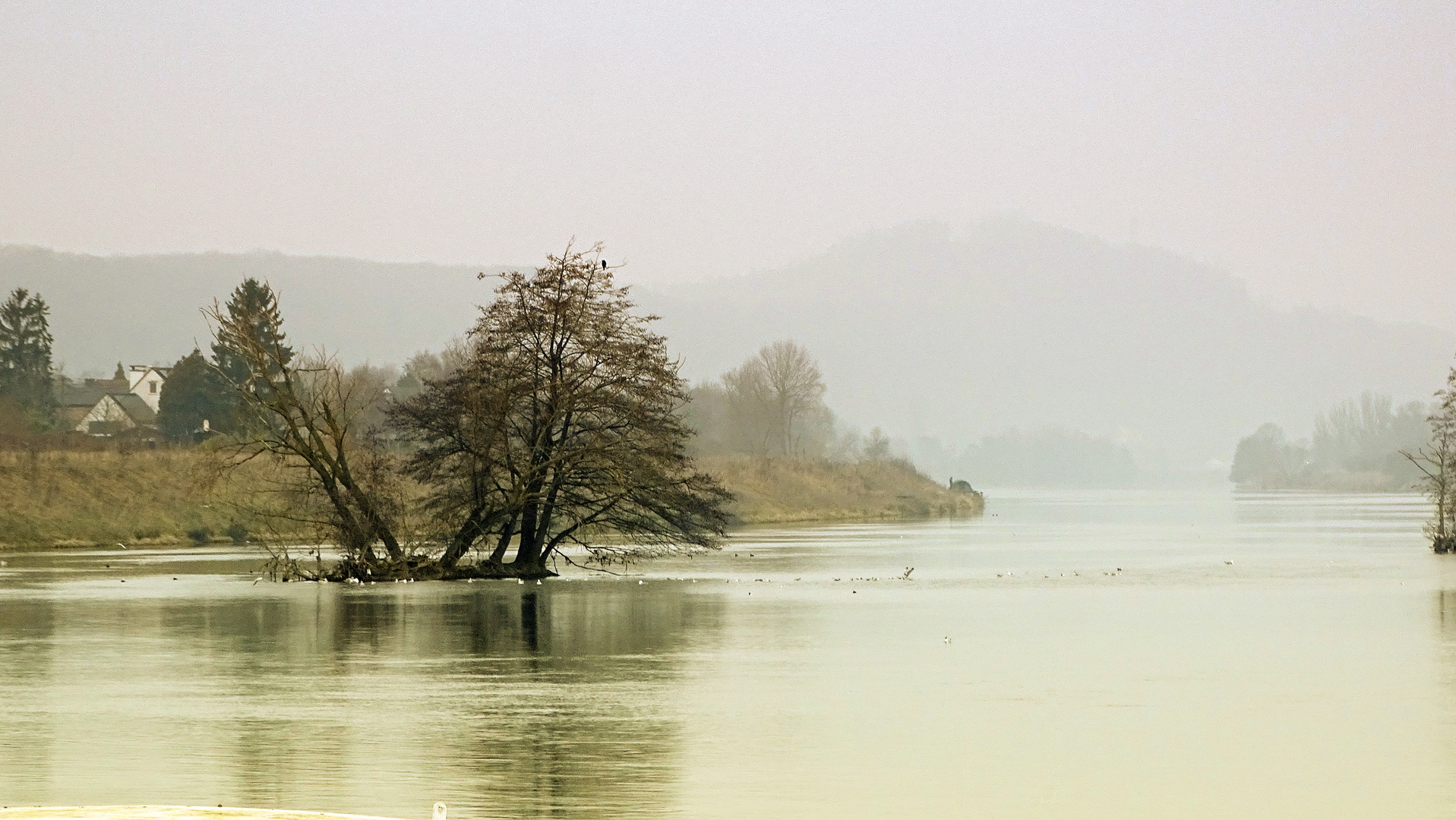 Nebel am Fluss