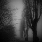 Nebel am Friedhof