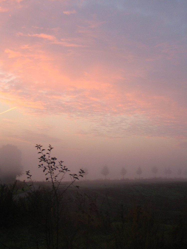 nebel am frühen morgen