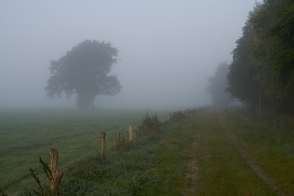 Nebel am frühen Morgen