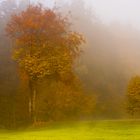 Nebel am Golfplatz