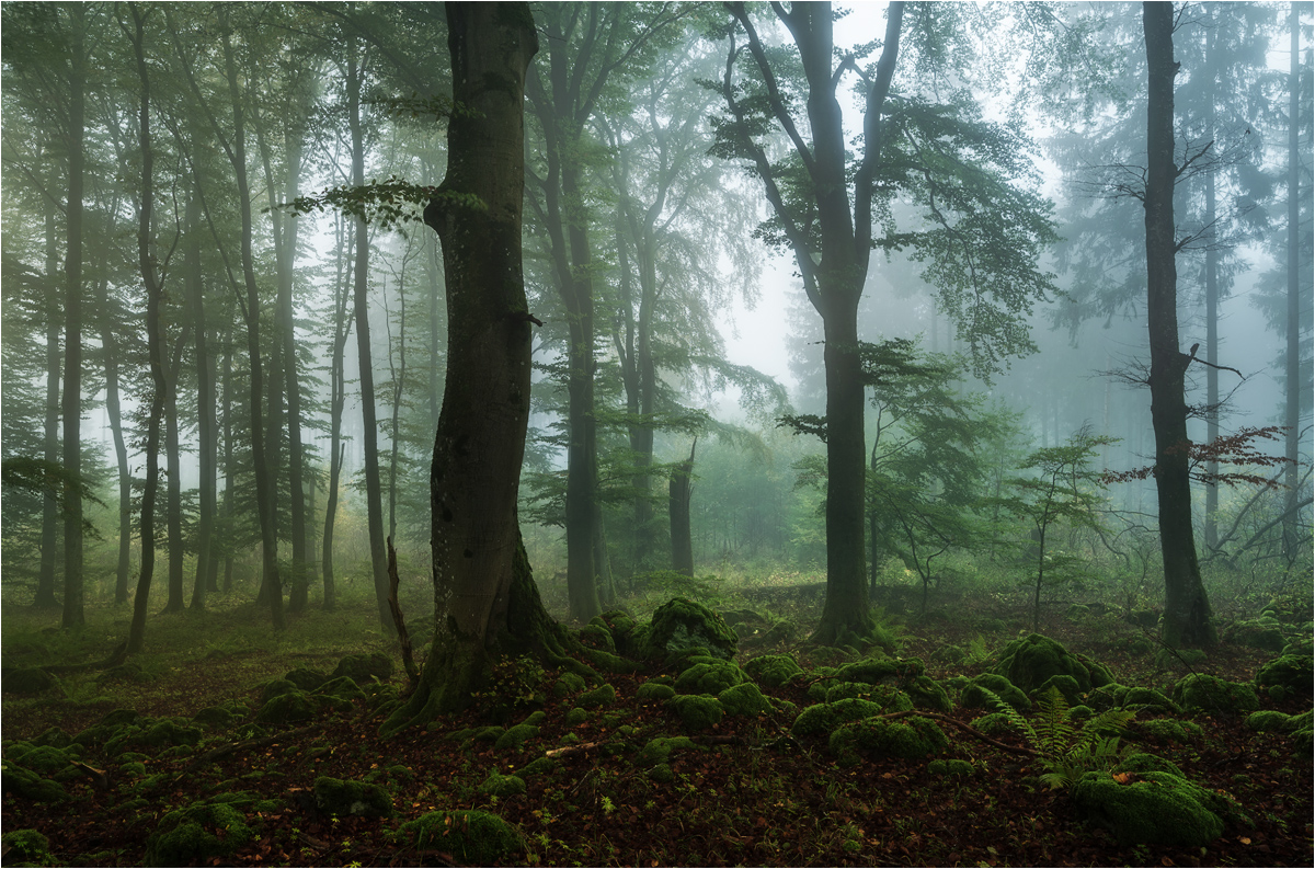 Nebel am Goosberg