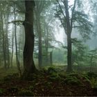 Nebel am Goosberg