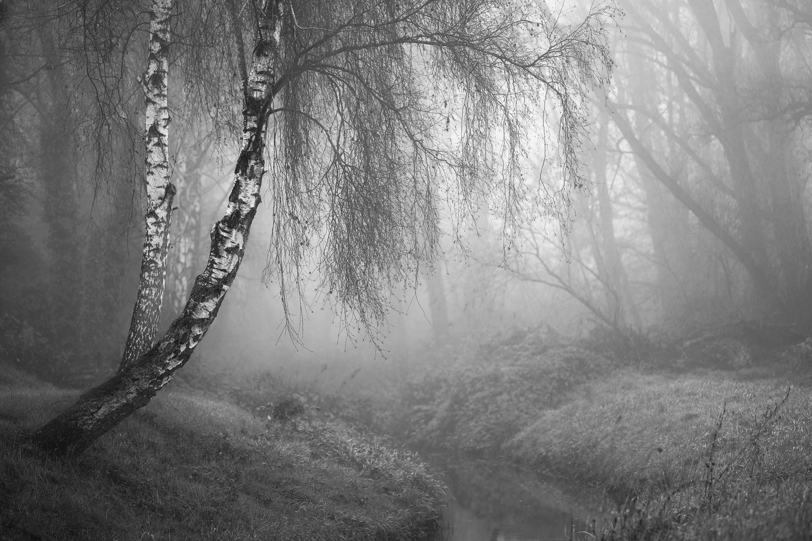 Nebel am Graben