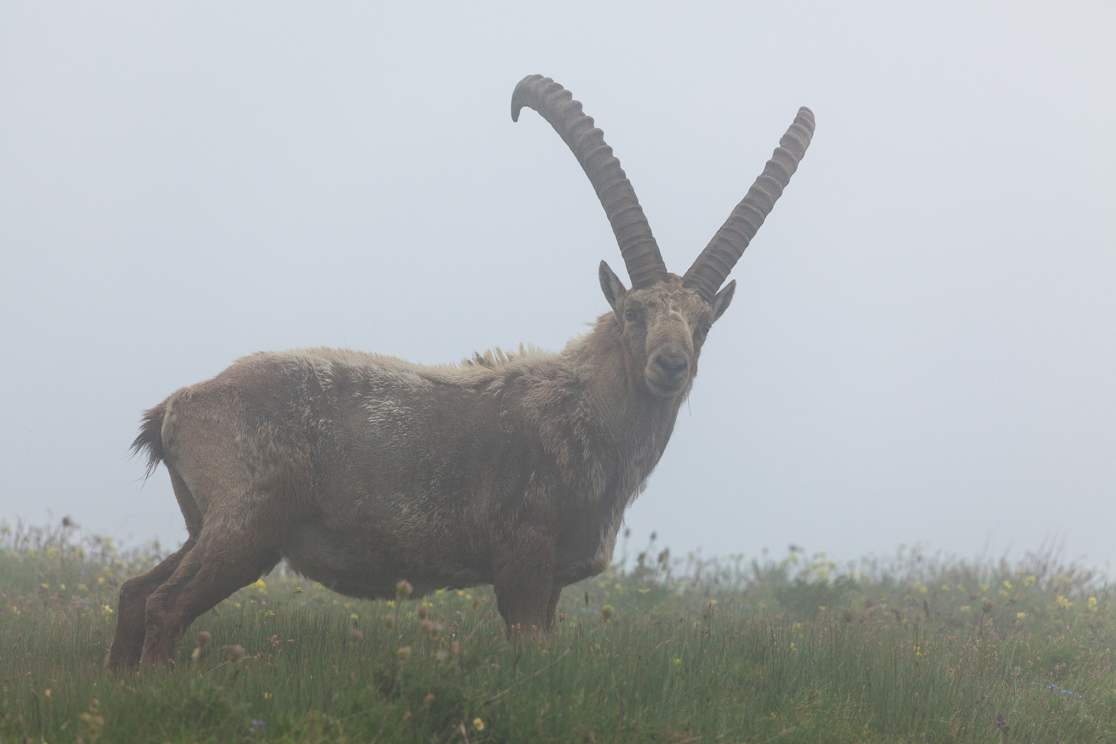 Nebel am Gran Paradiso...