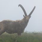 Nebel am Gran Paradiso...