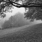  ..Nebel am Gutsweiher