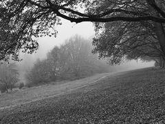  ..Nebel am Gutsweiher