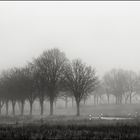 Nebel am Haarstrang