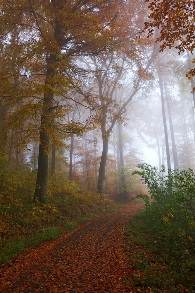 Nebel am Herbstmorgen