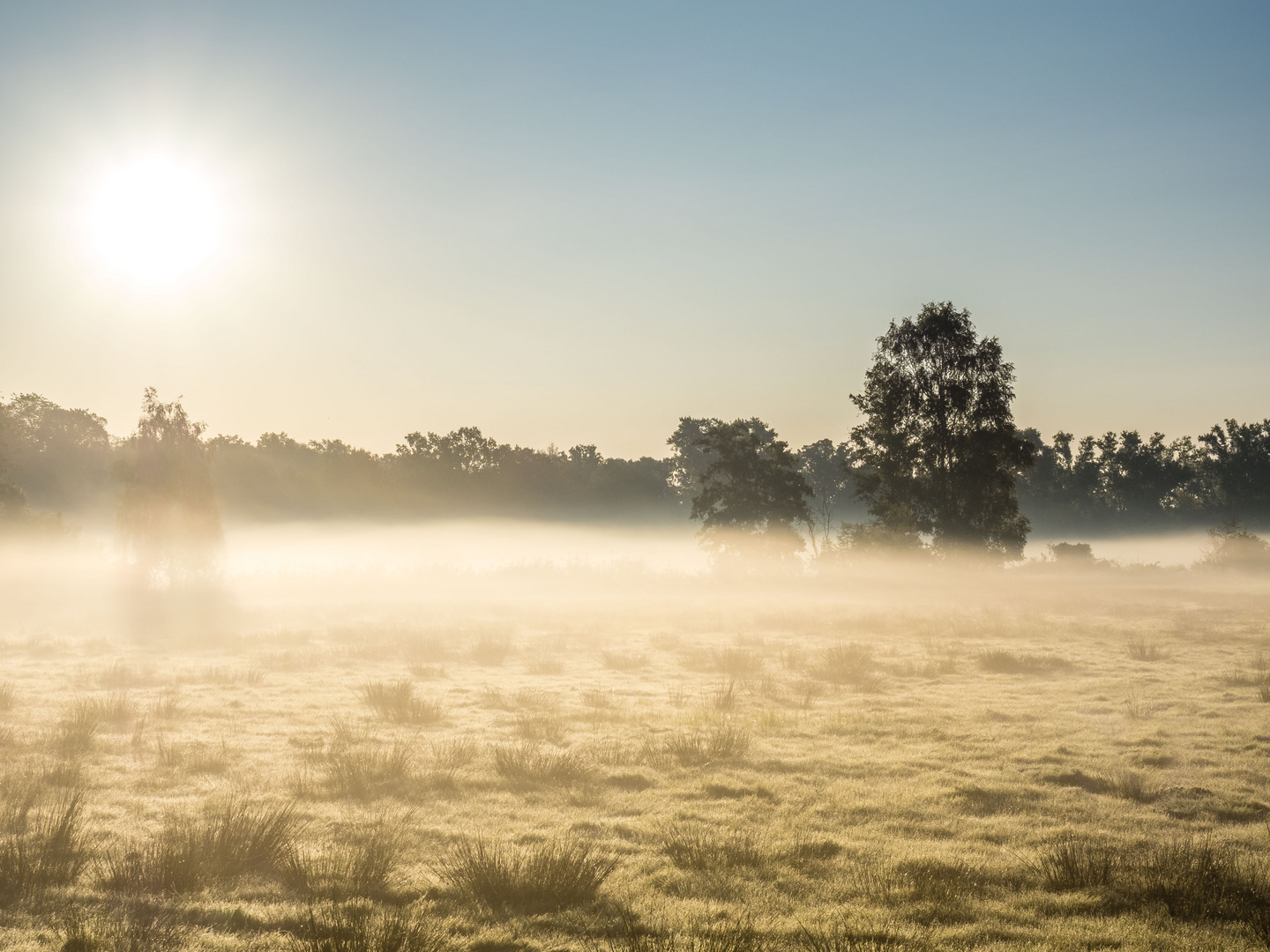 Nebel am Herbstmorgen