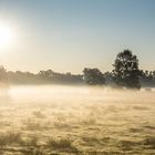 Nebel am Herbstmorgen