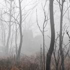 Nebel am Hochmoor Zinnwald Georgenfeld