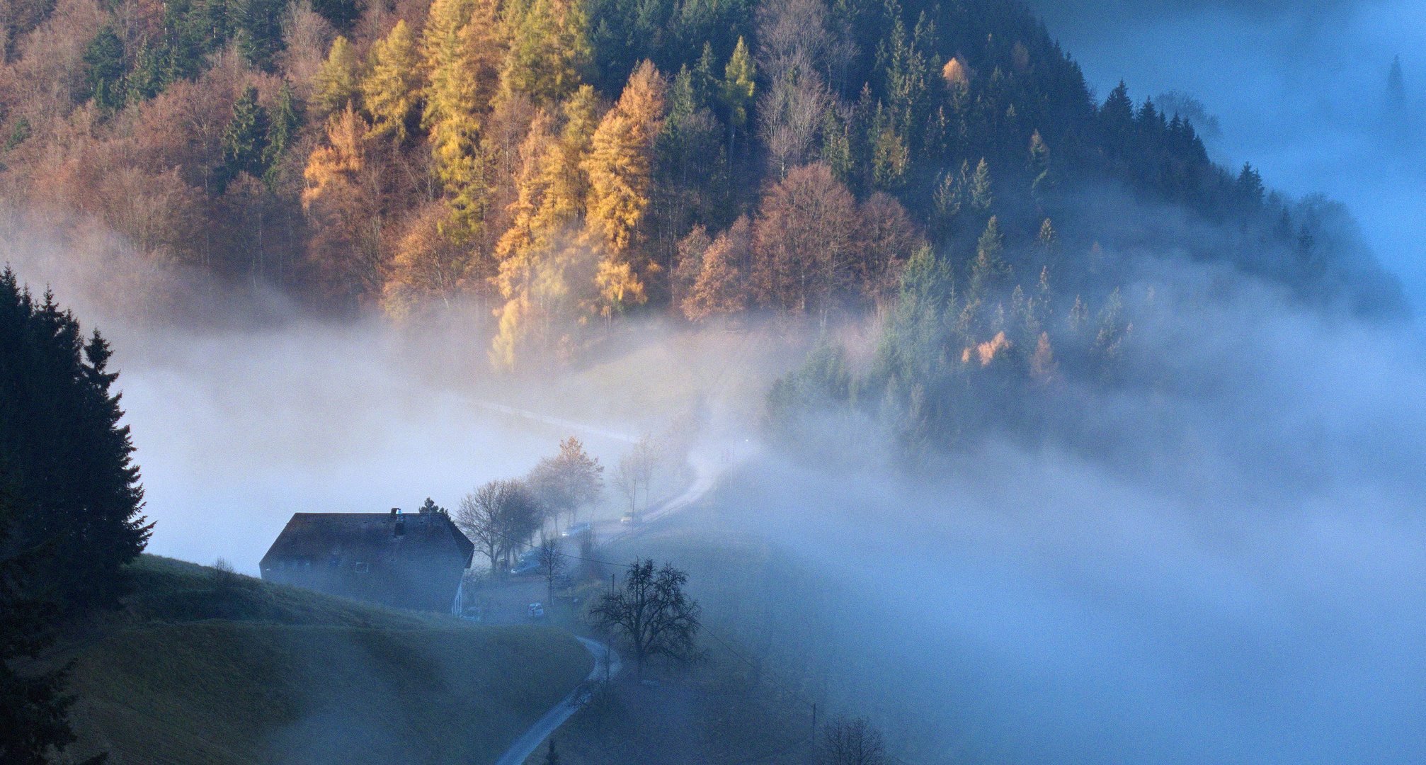 Nebel am Kohlerhof  