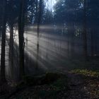 Nebel am Kolomannsberg