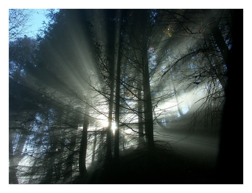 Nebel am Kruckenbrettl