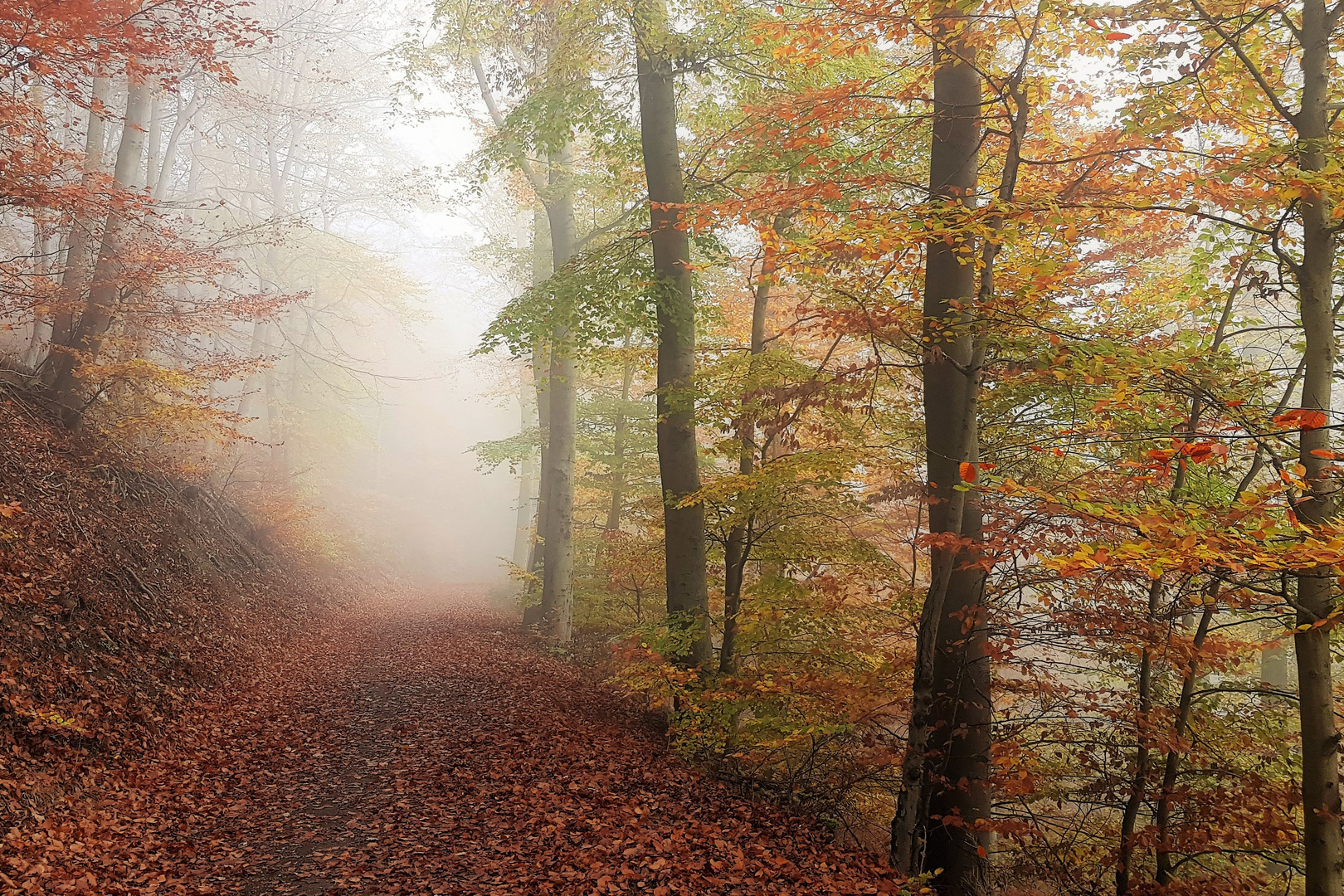 Nebel am Laacher See