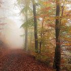 Nebel am Laacher See