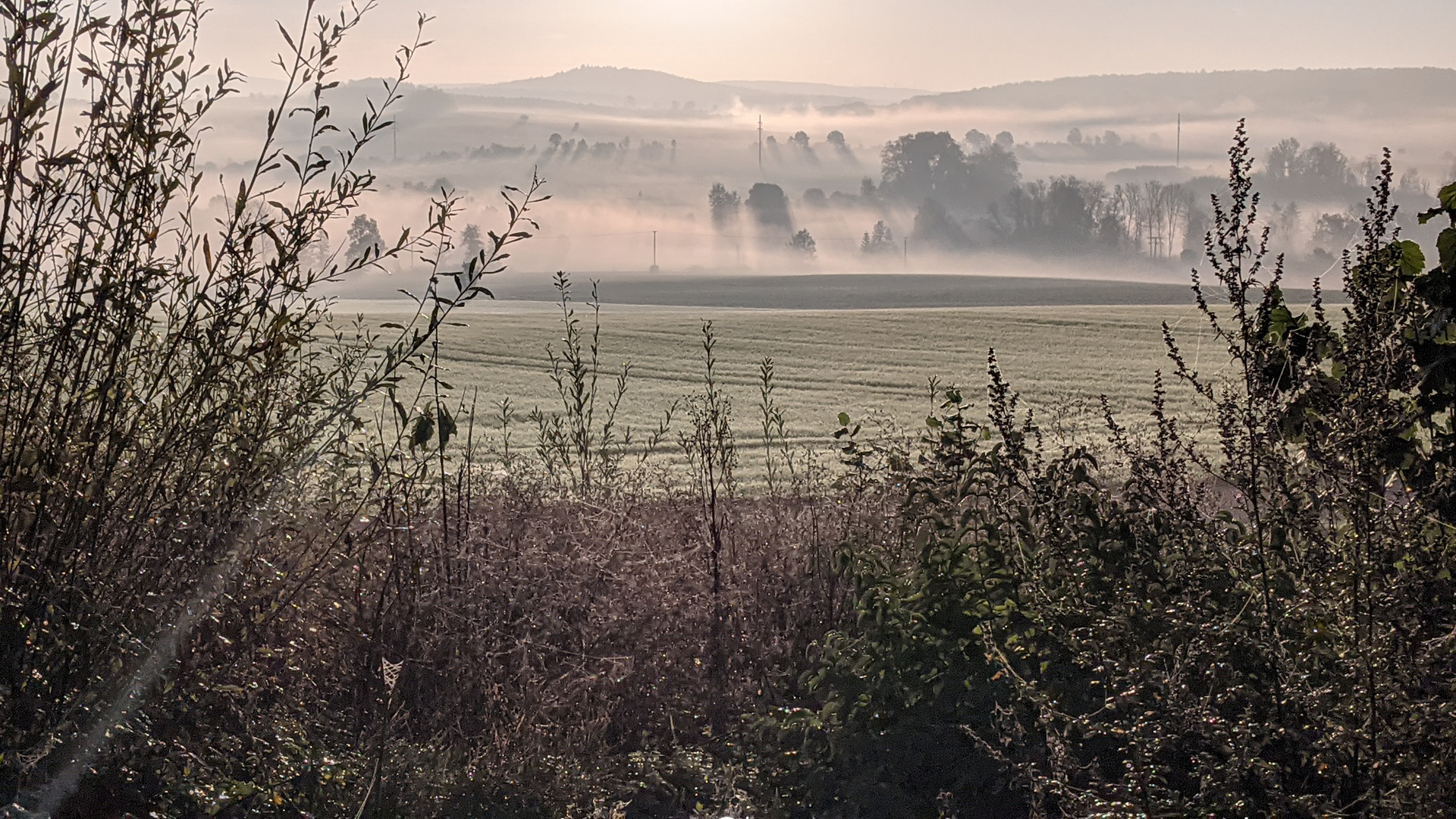 Nebel am Land