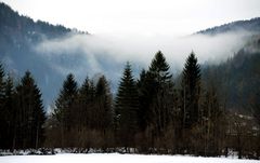 Nebel am Lunzer See