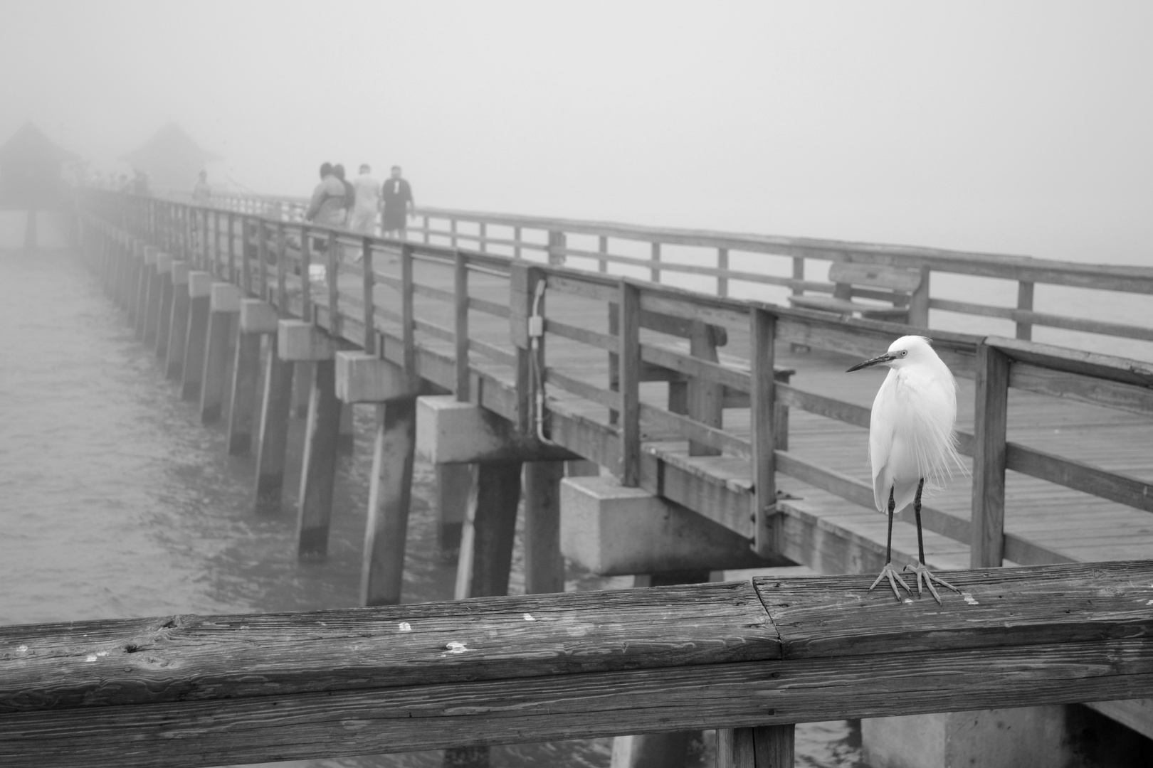 Nebel am Meer