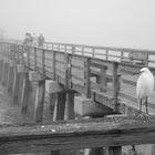 Nebel am Meer