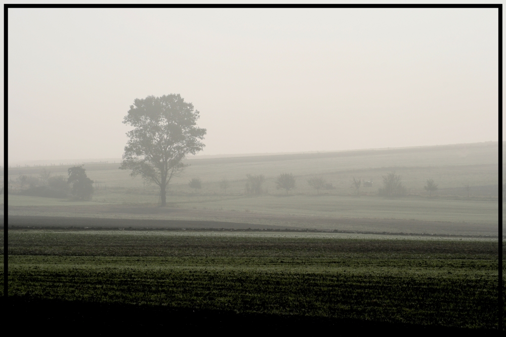 Nebel am Mittag