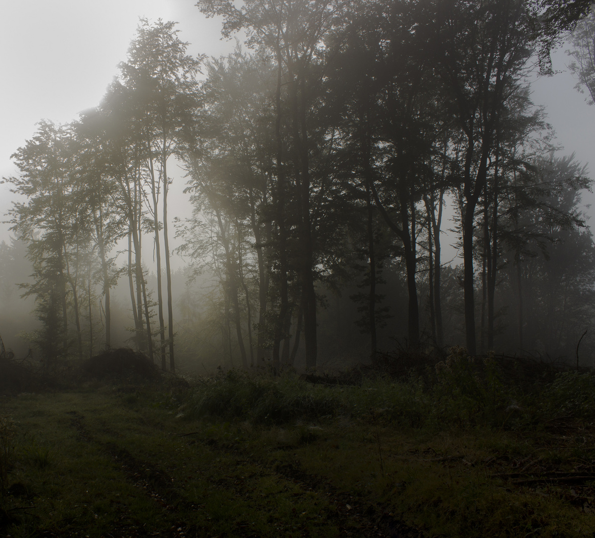 Nebel am Morgen