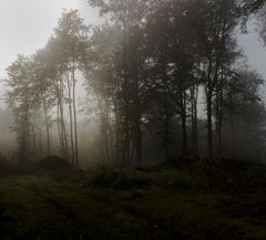 Nebel am Morgen