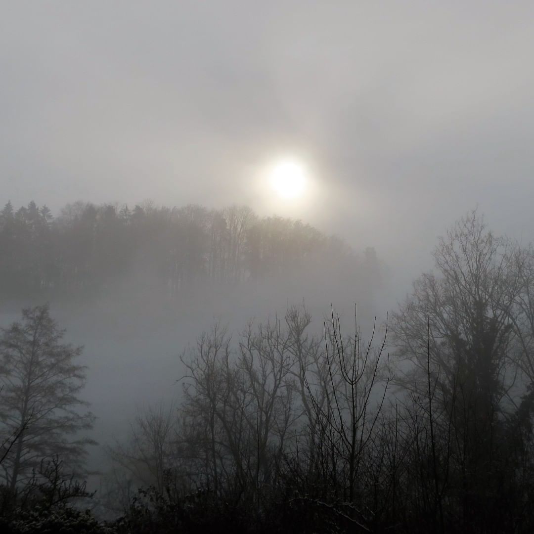 Nebel am Morgen 