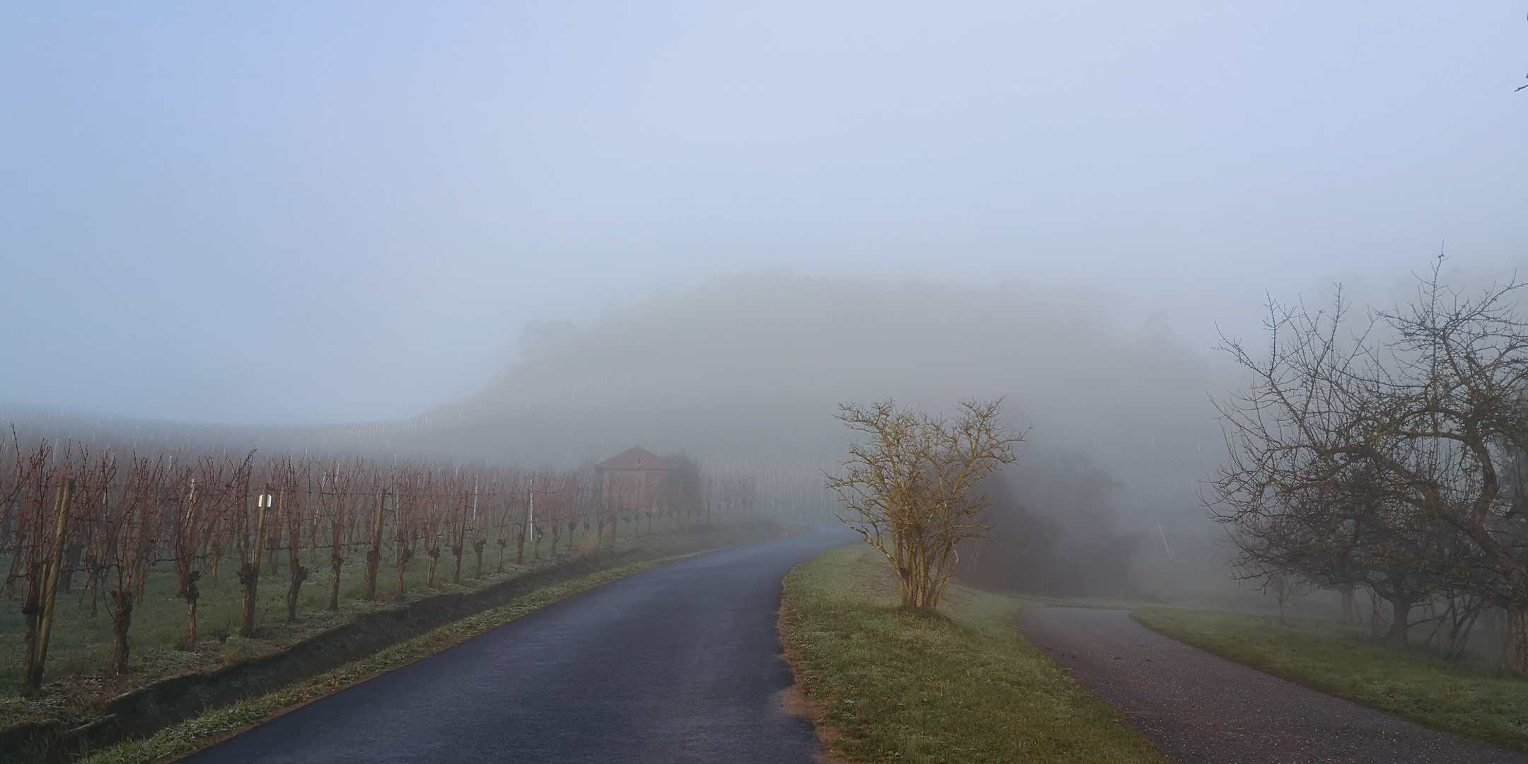 Nebel am Morgen 1