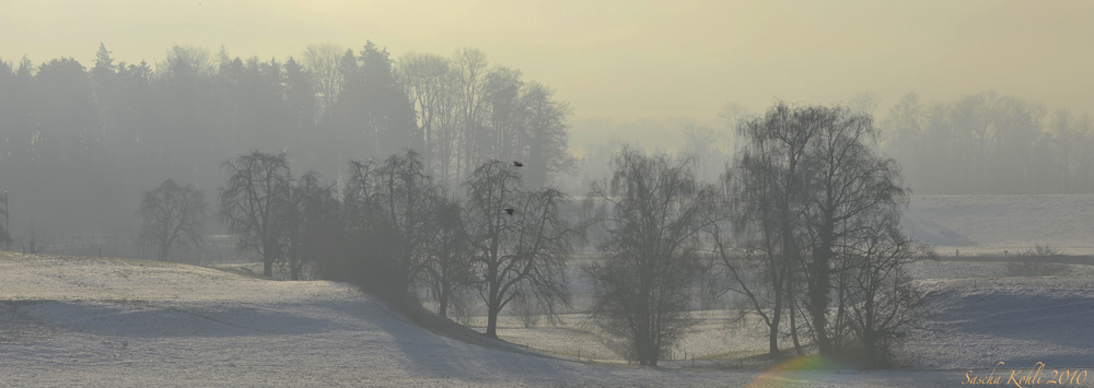 Nebel am Morgen #1