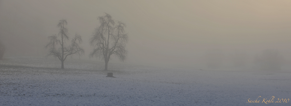 Nebel am Morgen #2