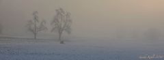 Nebel am Morgen #2