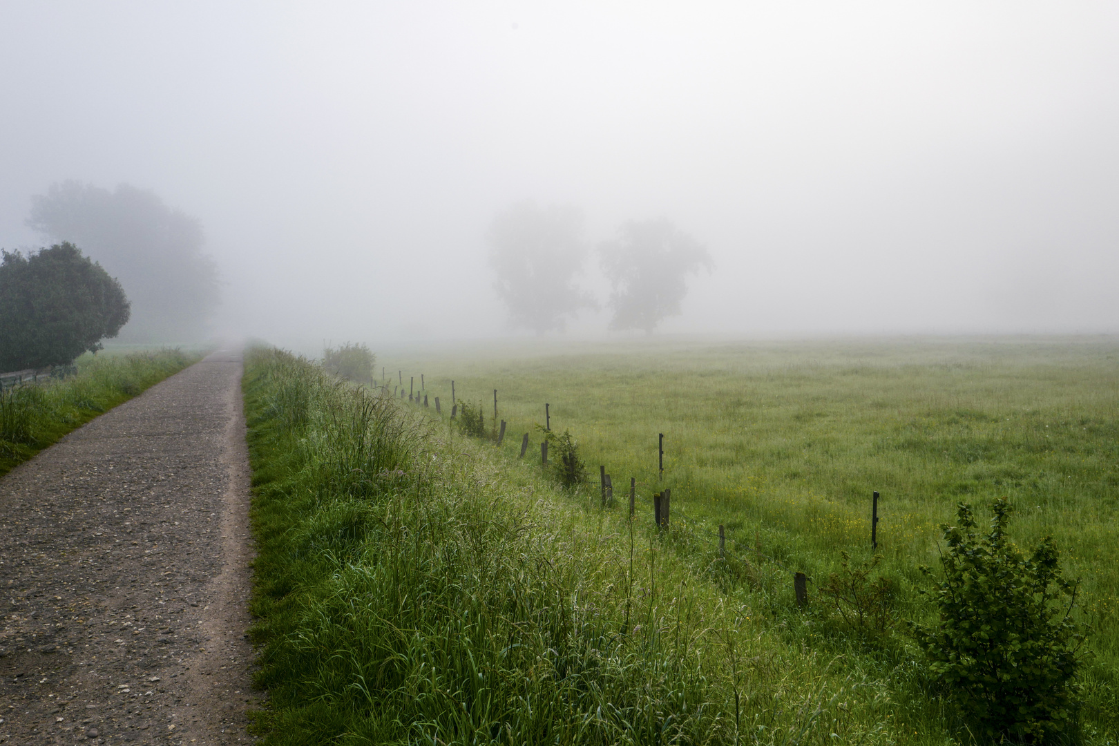 Nebel am Morgen 2