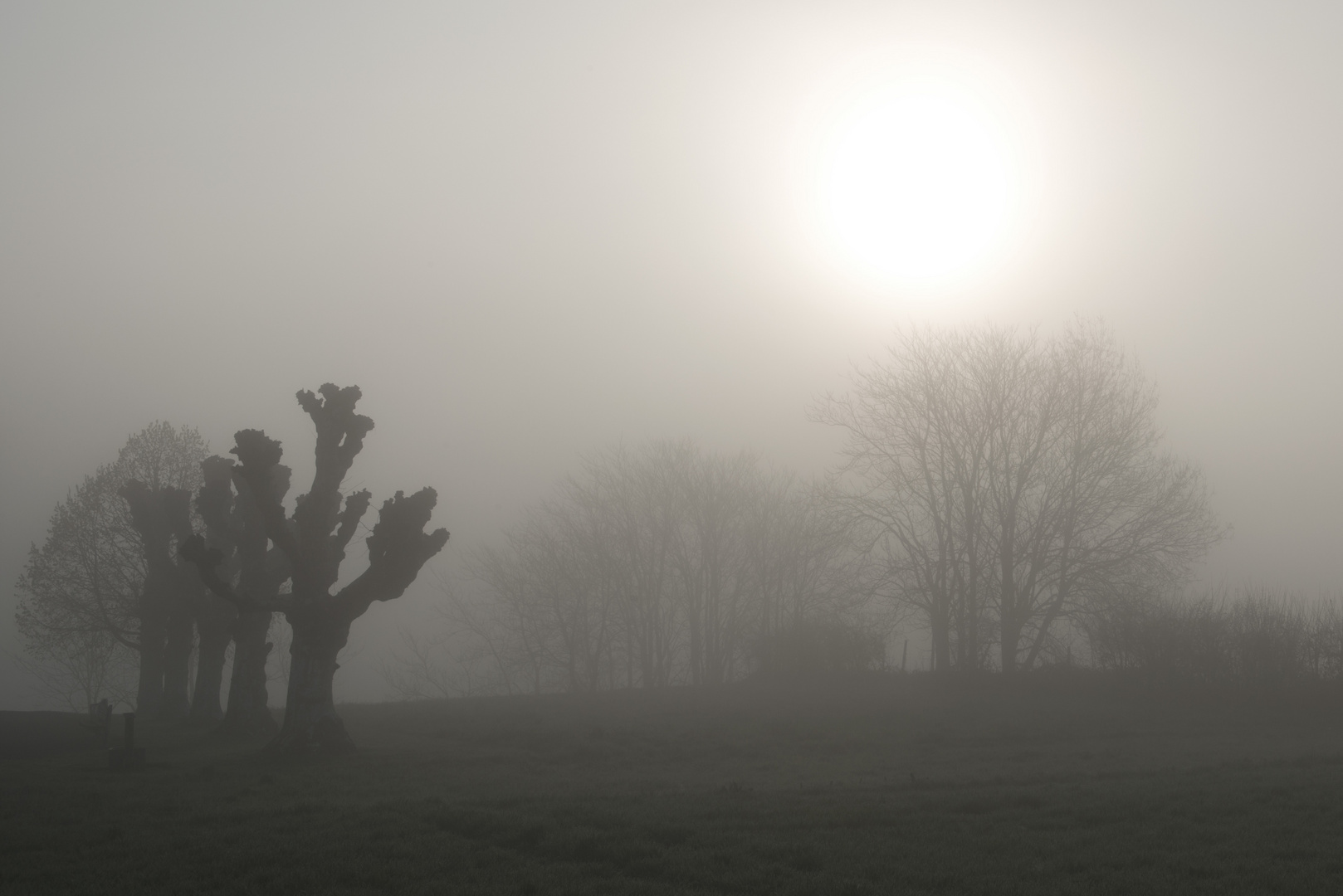 Nebel am Morgen